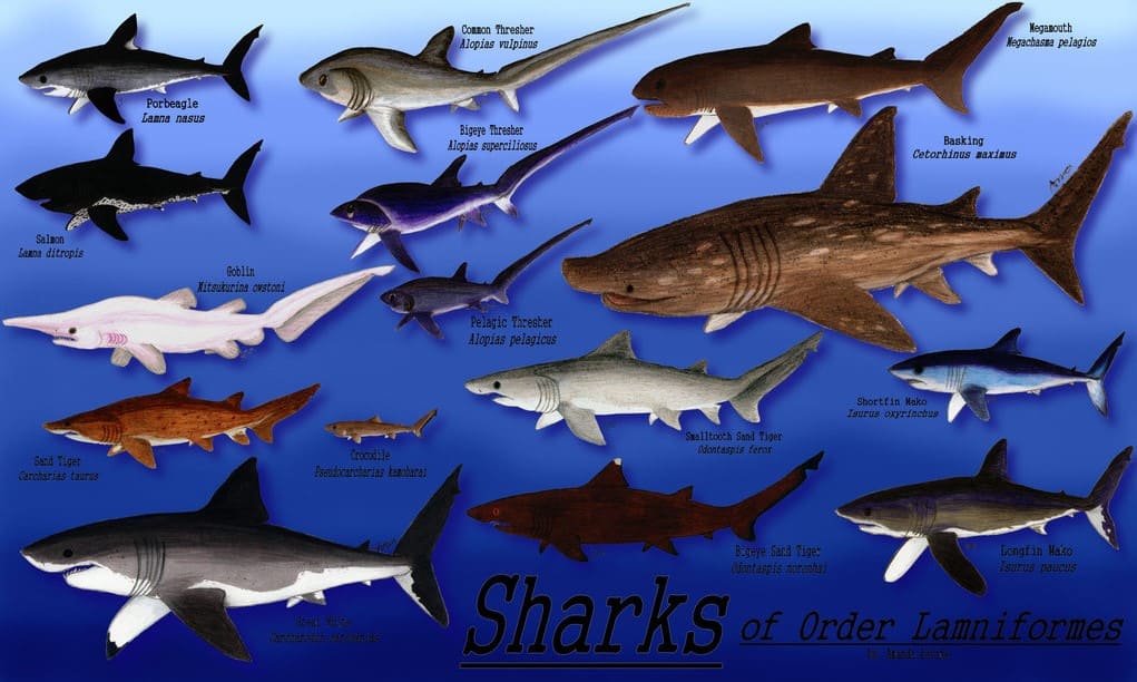 Ordnung-Makrelenhaiartige-Lamniformes